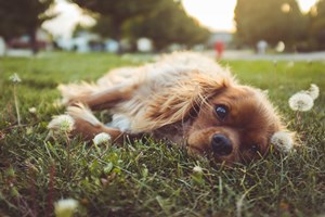 Coping_with_a_Pet_Loss