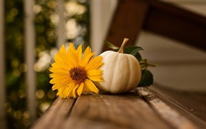 Fall_Plants