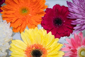 Flowers_for_Every_Season