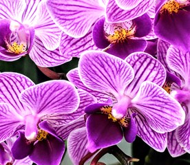 Orchids