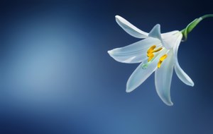 What_You_Need_To_Know_About_Funeral_Flowers