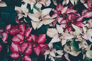 poinsettia