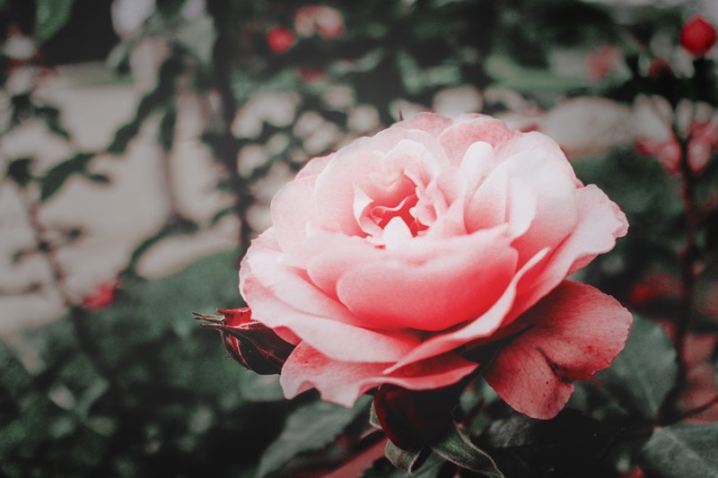 sympathy-flowers